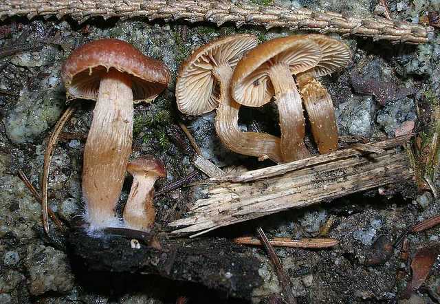 2005 :  Un anno di funghi